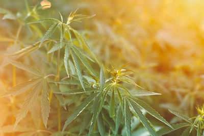 Close-up of fresh green plant