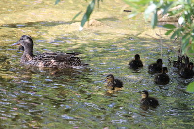 Ducks swimming in lake