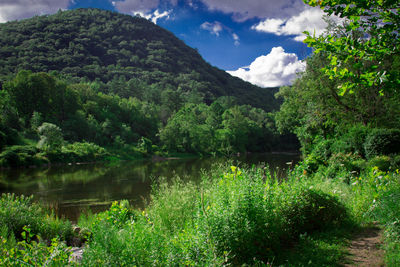 Scenic view of lake in forest