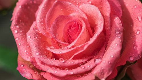 Pink rose after the rain with raindrops sticking to the pink leaves