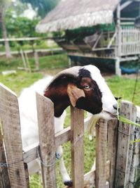 View of an animal on wooden post in field