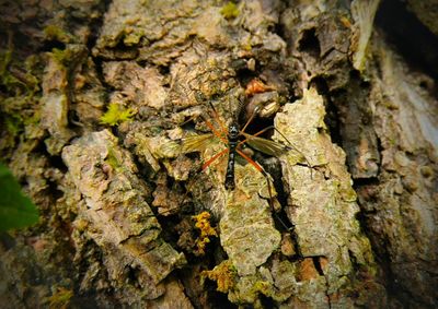 Close-up of insect on tree trunk