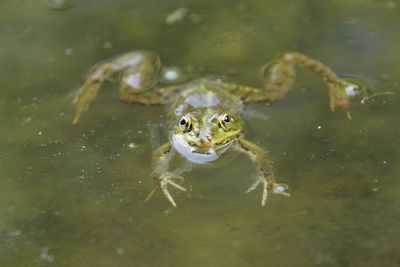 High angle view of frog swimming in lake