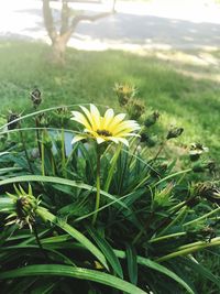 Close-up of yellow flowering plant on field