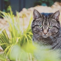 Close-up portrait of cat