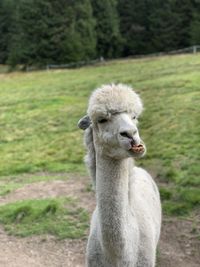 Portrait of an animal on field