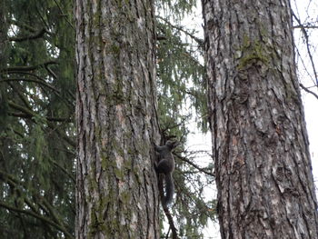 Low angle view of bird perching on tree in forest
