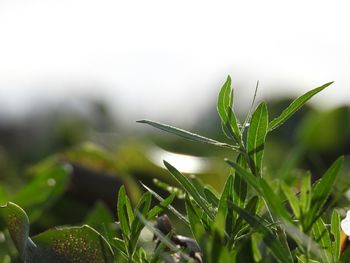 Close-up of raindrops on grass