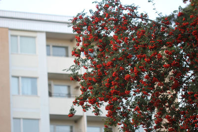 Low angle view of tree against building