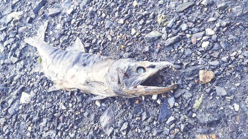 Close-up of dead animal