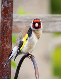 Close-up of bird perching outdoors