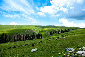 Scenic view of grassy hills against sky