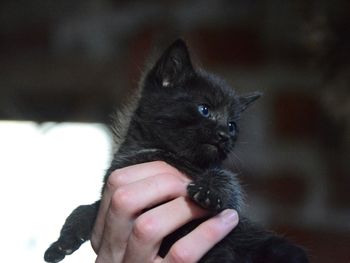 Hand of person holding kitten