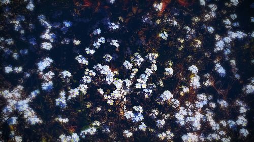 Low angle view of flowering plants against sky