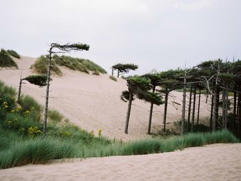 Trees growing on landscape