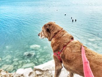 Dog in a sea