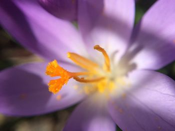 Close-up of purple crocus flower