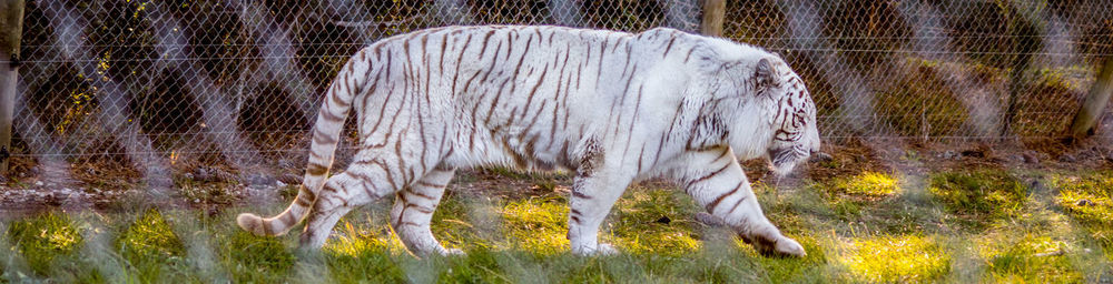 View of horse standing in field