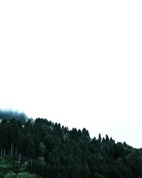 Trees in forest against clear sky