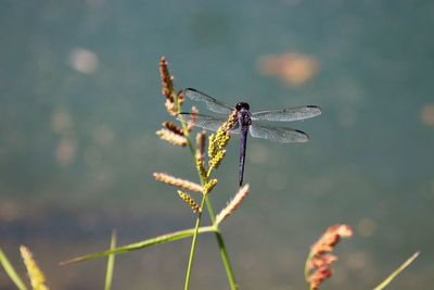 Close-up of dragonfly on plant