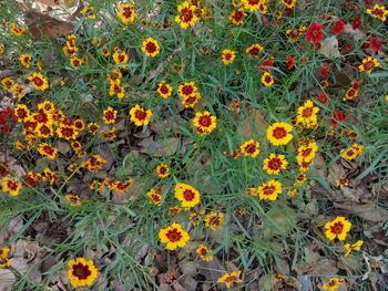 High angle view of yellow flowers blooming in field