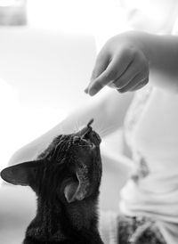 Close-up of hand touching cat