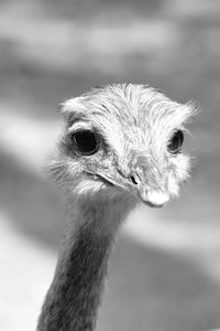 Close-up of a bird