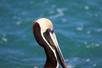 Close-up of a bird