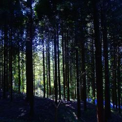 View of trees in forest