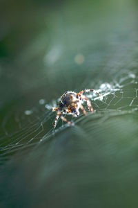 Close-up of spider on web