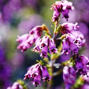 Close-up of purple flowers