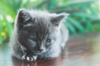 Close-up portrait of a cat