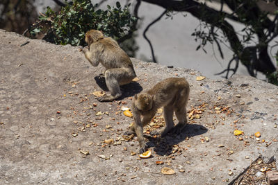 Monkey sitting on rock