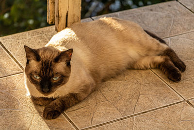 High angle view of cat lying on floor