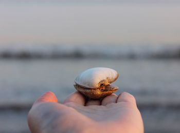 Close-up of hand holding lizard on beach