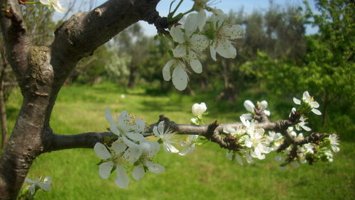 White apple blossoms in spring