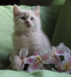 Close-up of a cat