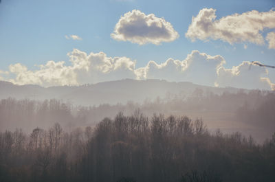 Panoramic shot of trees against sky