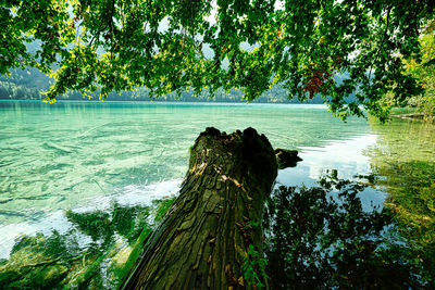 Scenic view of lake by trees against sky