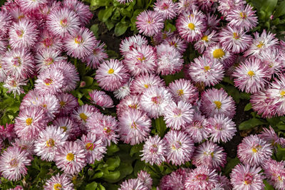 High angle view of pink flowering plants