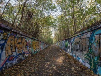 Graffiti on tree