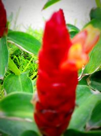 Close-up of red flowers