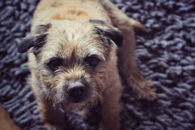 Close-up portrait of a dog