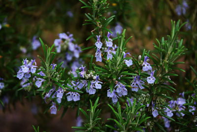 Close-up of purple flowering plants