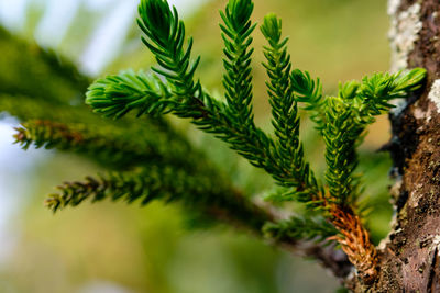Close-up of pine tree branch