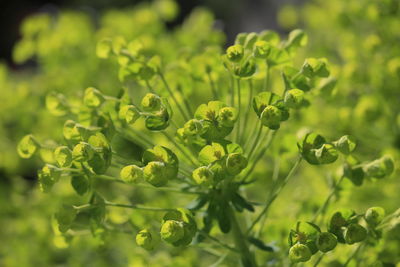 Close-up of plants growing on field