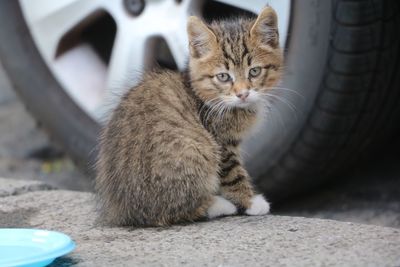 Close-up portrait of a cat