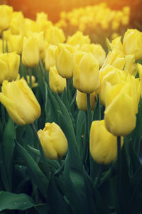 Close-up of yellow tulips