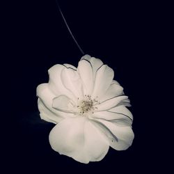 Close-up of white flower over black background