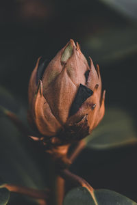 Close-up of wilted rose